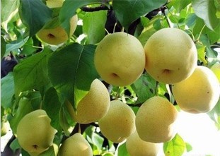 Pear juice