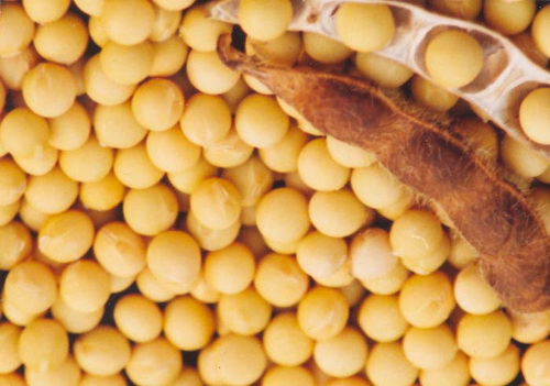 soya-bean milk powder